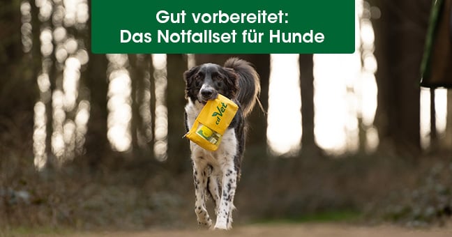 Tier, Hund, Säugetier, Haustier
