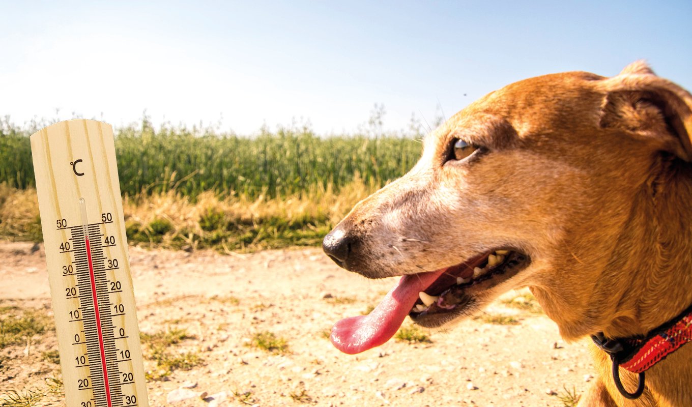 Hund, Thermometer, Sommer, Collar