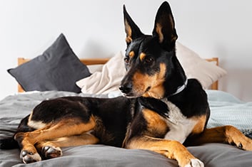 Kissen, Dekoration für Zuhause, Hund, Haustier