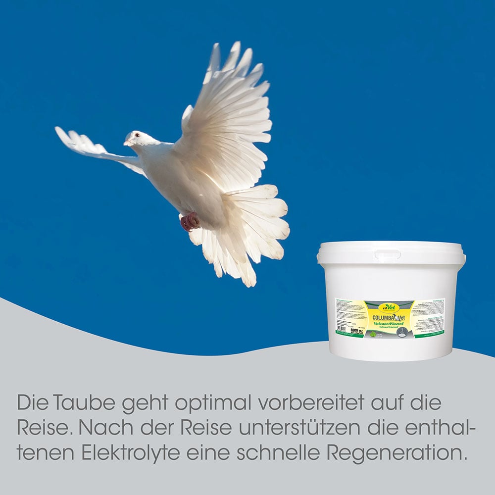 Taube, Weiße Taube, Vogelfutter-Produkt, Container, Küchenware