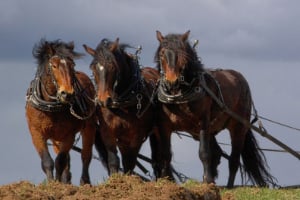 Draußen, Natur, Pferd, Säugetier, Auf dem Land