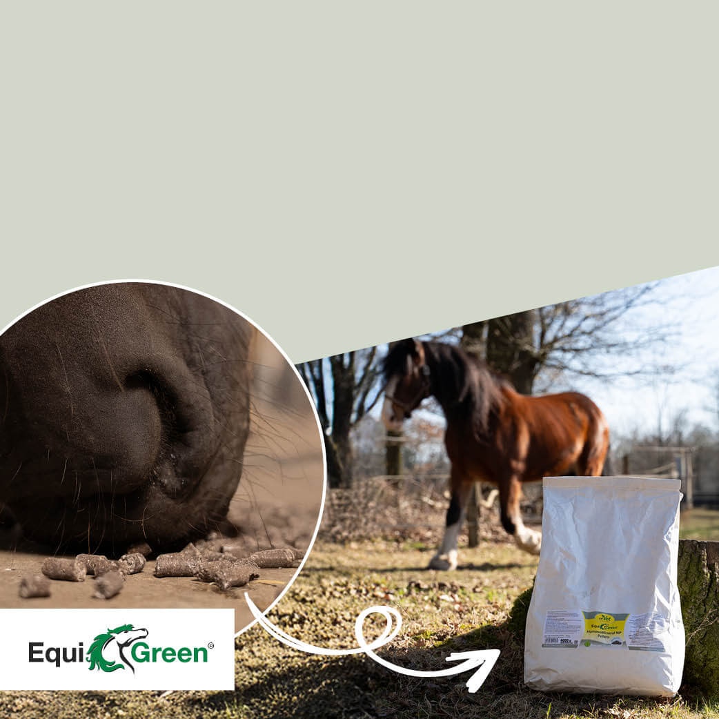 Tier, Pferd, Säugetier, Tasche