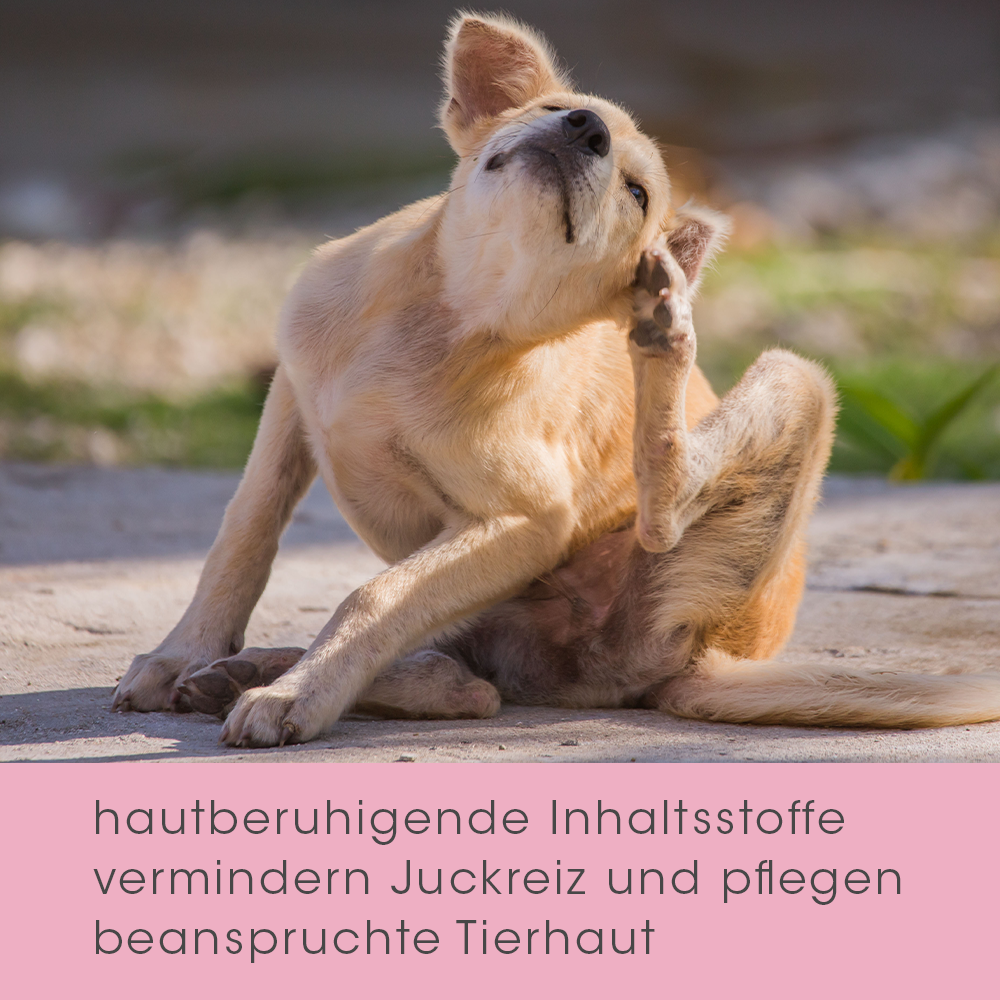 Hund, Säugetier, Haustier, Affe, Wildtiere