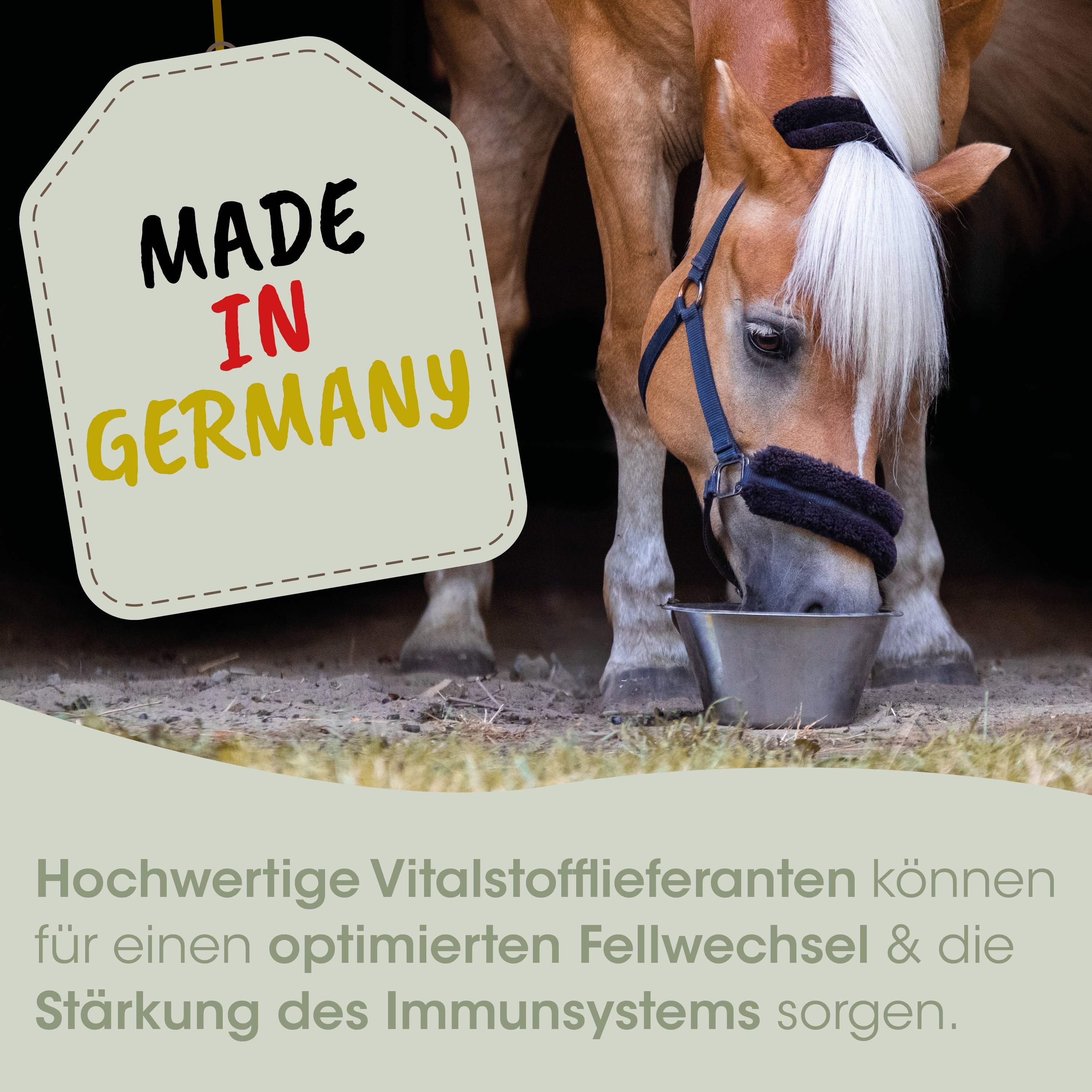 pferd, futter, futtertrog, stall, tiernahrung
