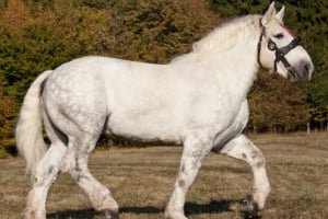 Tier, Pferd, Säugetier, Hengst, Andalusisches Pferd, Tier, Pferd, Säugetier, Hengst, Andalusisches Pferd