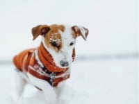 Hund, Säugetier, Haustier, Welpe, Draußen