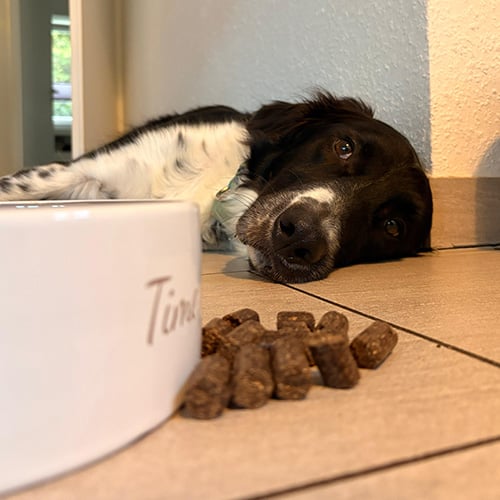 Hund, Holz, Welpe, Zeiger