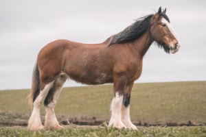 Tier, Colt Horse, Pferd, Säugetier, Tier, Colt Horse, Pferd, Säugetier
