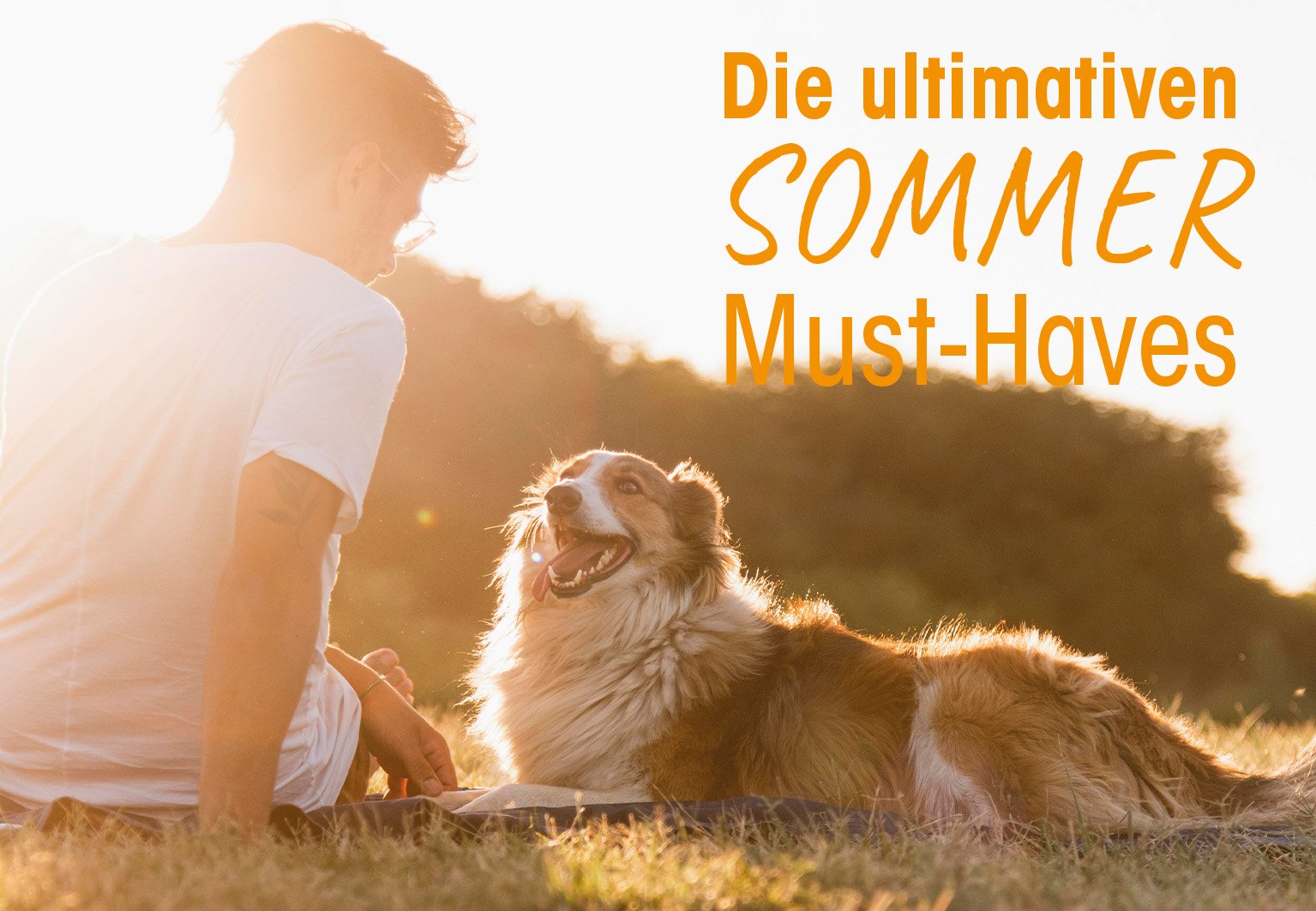 Hund, Hundewelpe, Collie, Sonnenuntergang, Draußen