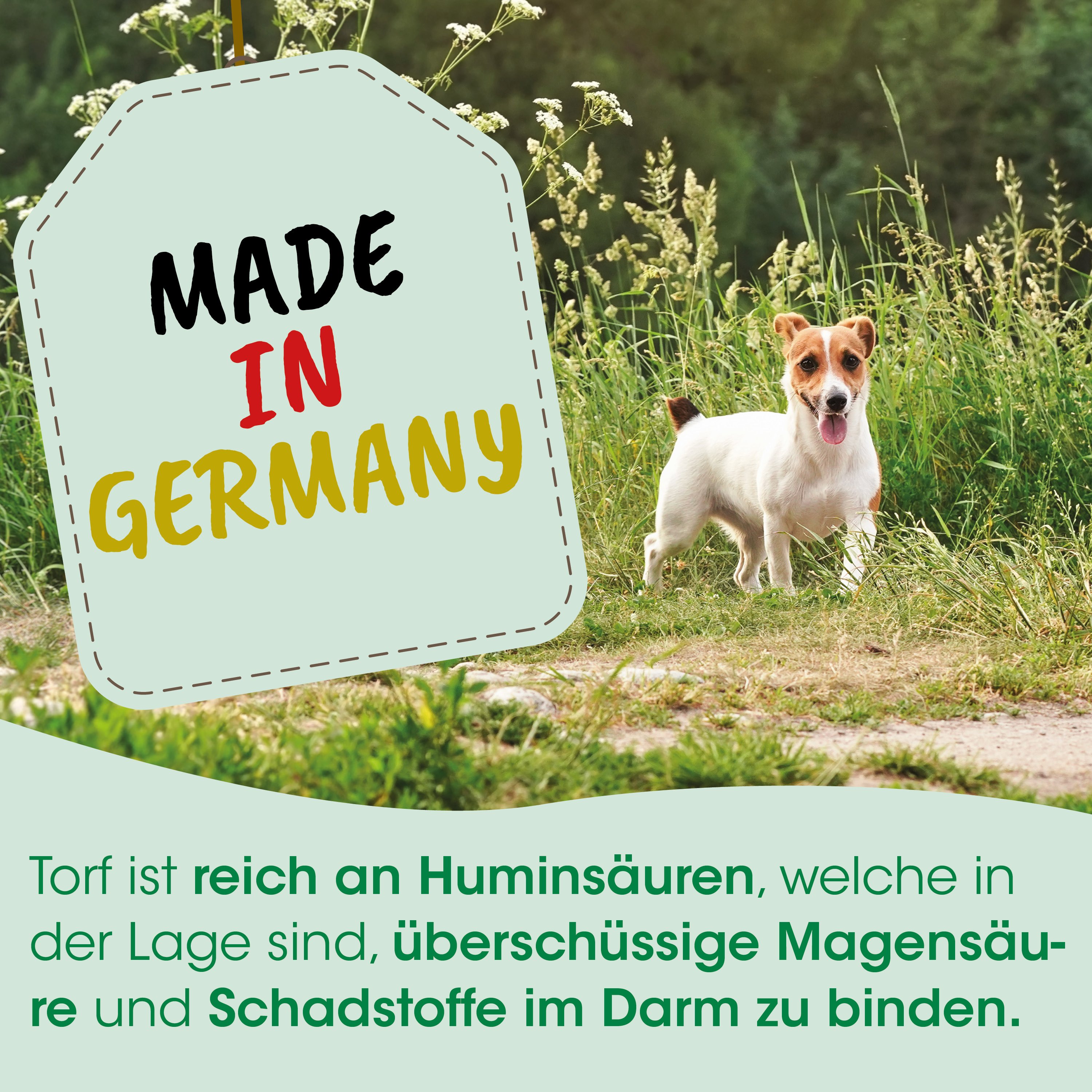 hund, jack russell-terrier, weiß braun, im freien, etikett