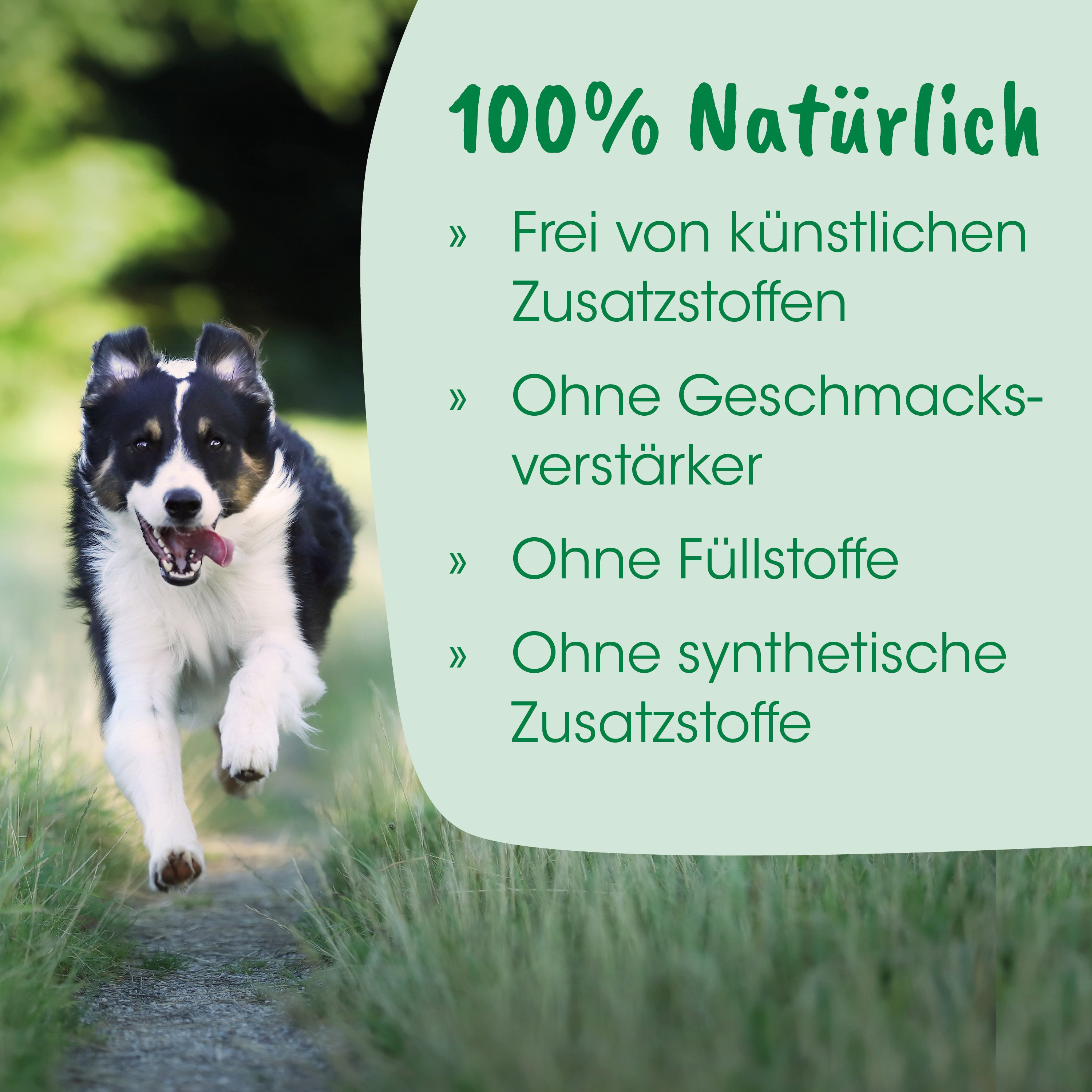 Hund, Laufendes Tier, Schwarz-weiß, Outdoor, Grasweg