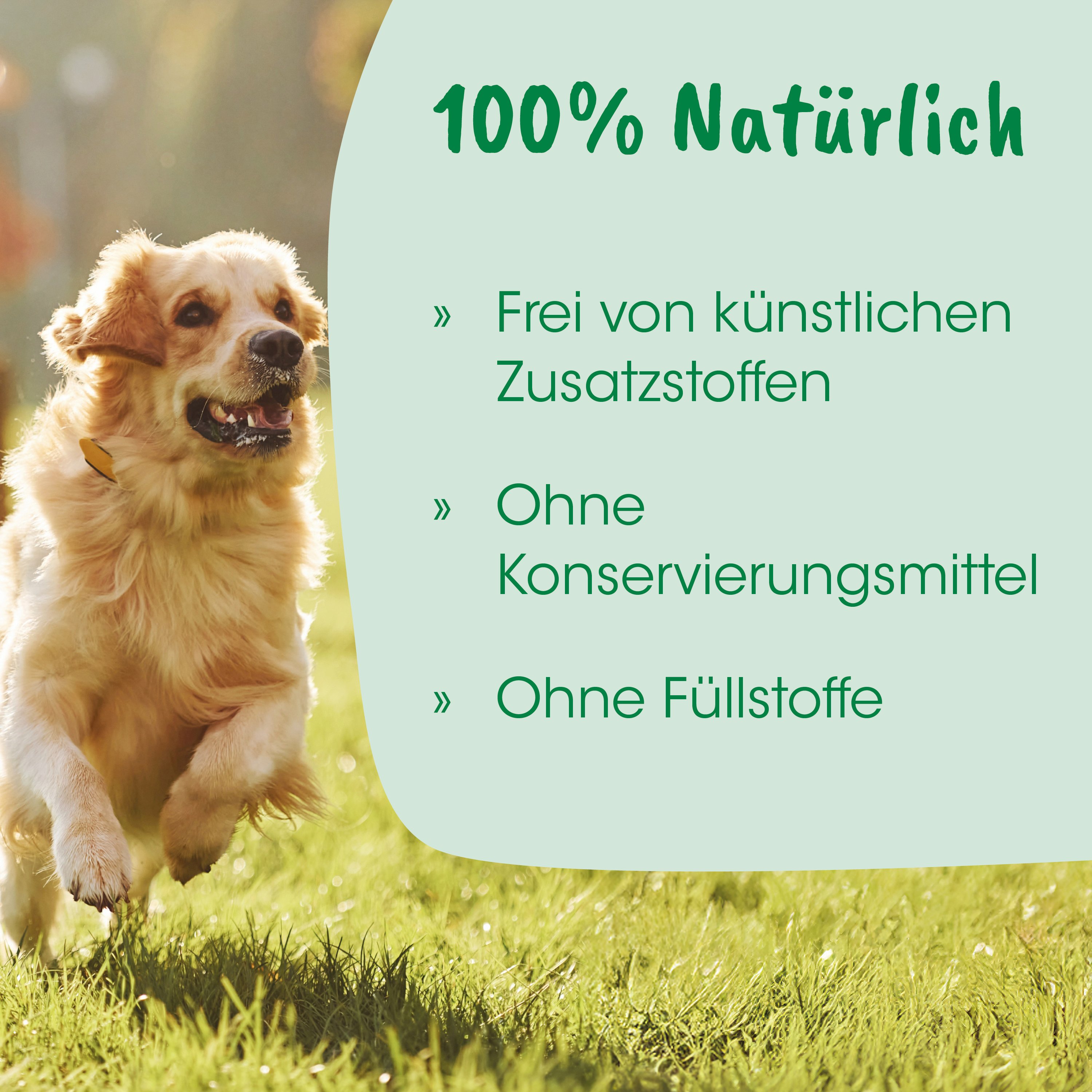 Hund, Golden Retriever, Haustier, Outdoor, Halsband