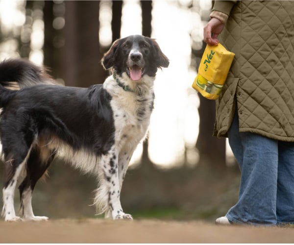 Hund, Haustier, Hosen, Person