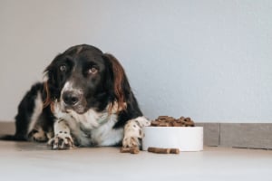 Tier, Hund, Haustier