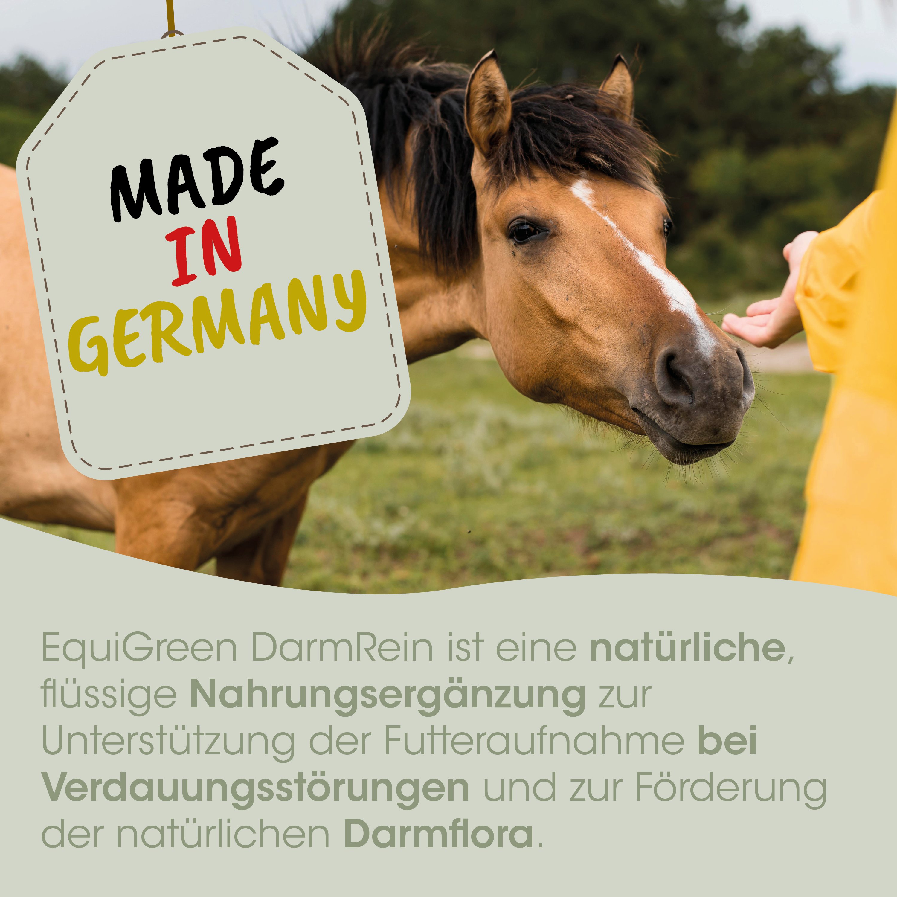 Pferd, Tier, Natur, Hof, Mähnen