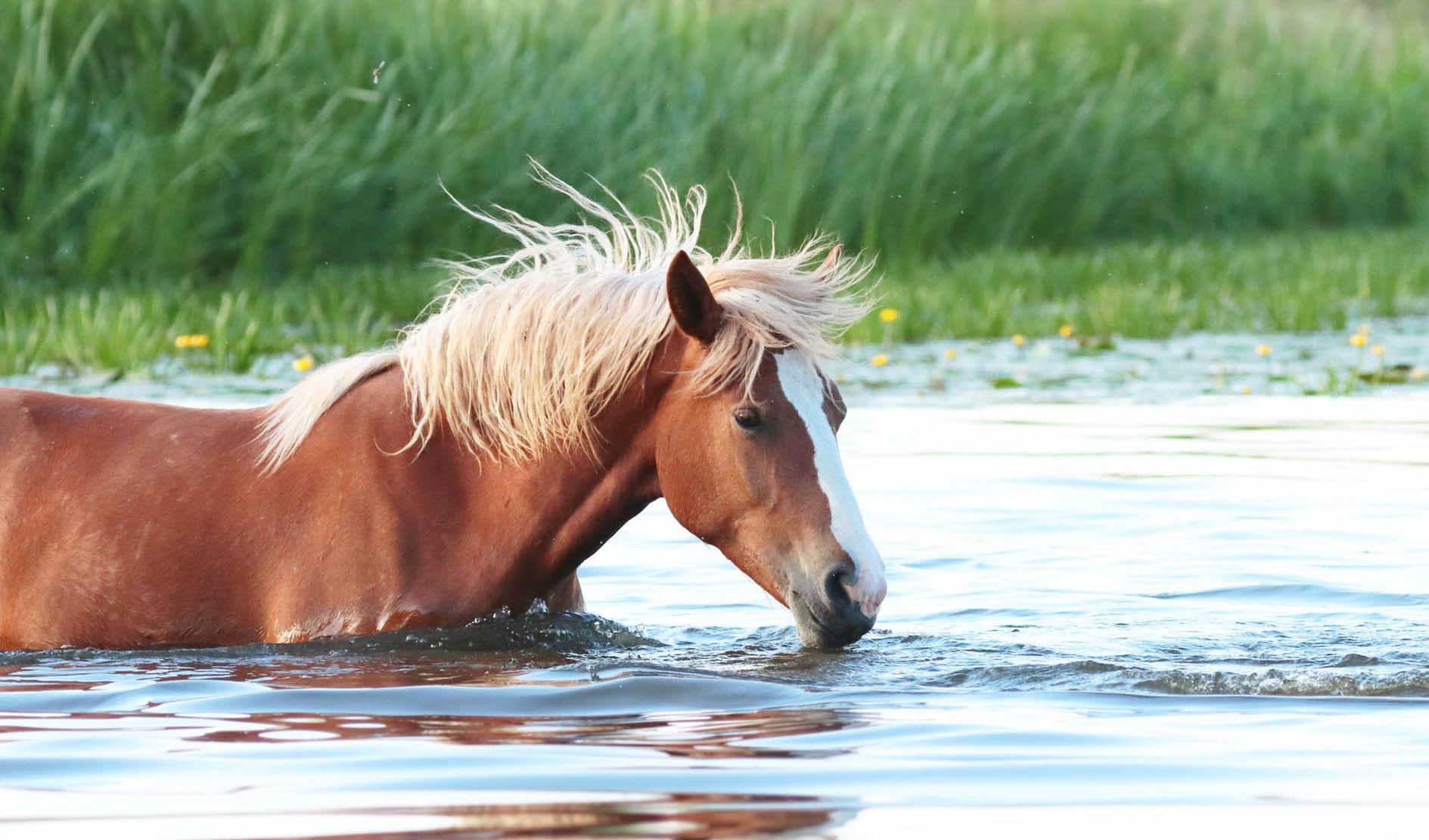 Pferd, Haflinger, Weide, Wasser, Mähne
