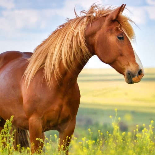 Tier, Colt Horse, Pferd, Säugetier, Hengst