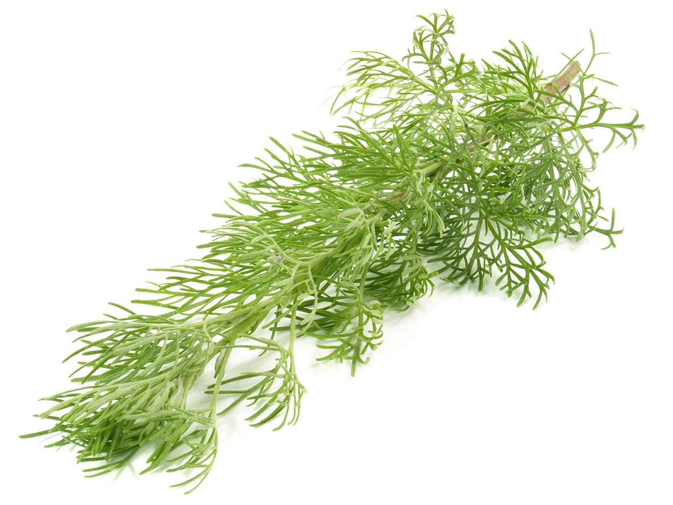 southernwood herb Natural good Health for your animal