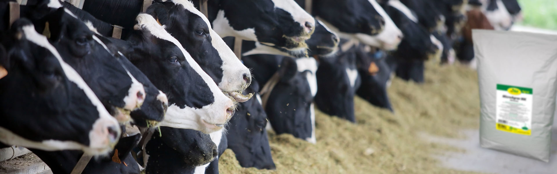 Aliments naturels et suppléments pour bovins par cdVet