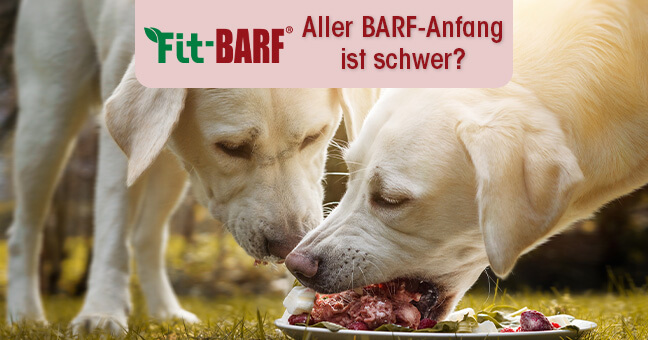 BARF together with cdVet