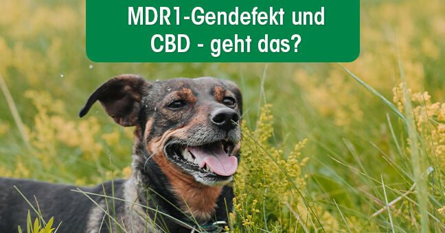 CBD: Verboten, wenn Tier MDR1-Defekt hat?
