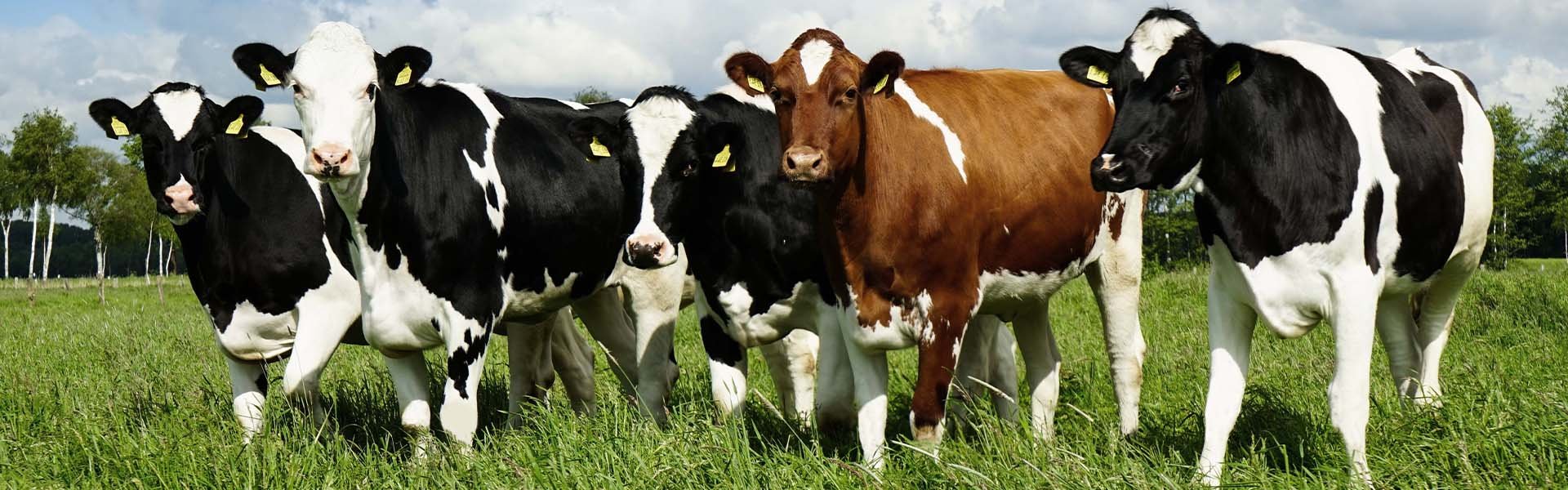 Produits naturels de priVet Farming for cattle by cdVet