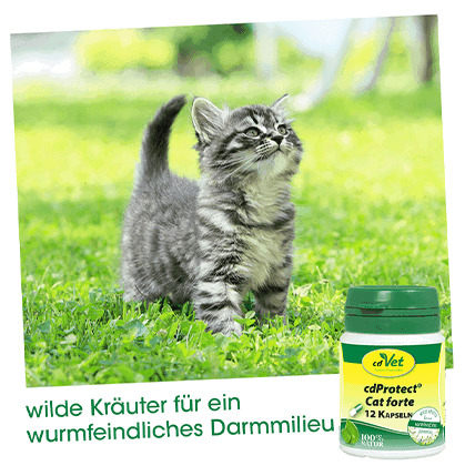 cdProtect Cat forte 12 Kapseln -Sorbe-