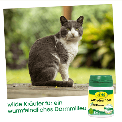 cdProtect Cat 12 Kapseln
