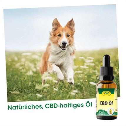 CBD Öl