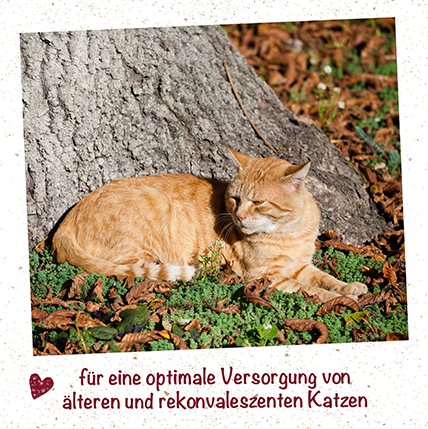 feliTATZ Senior
