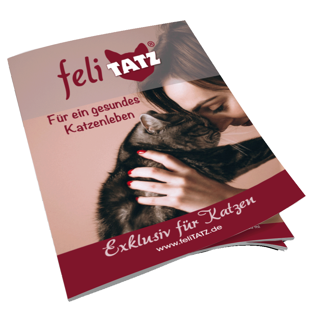 Broschüre feliTATZ;  24 Seitig; DIN A5