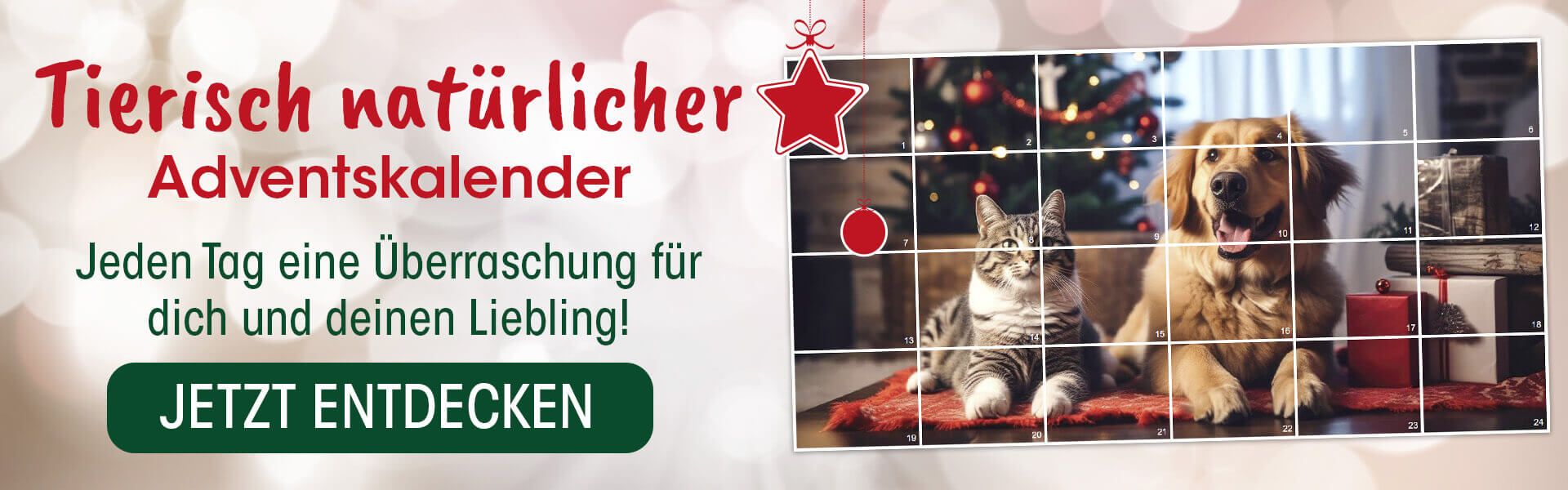 Eckzahn, Hund, Säugetier, Haustier, Katze