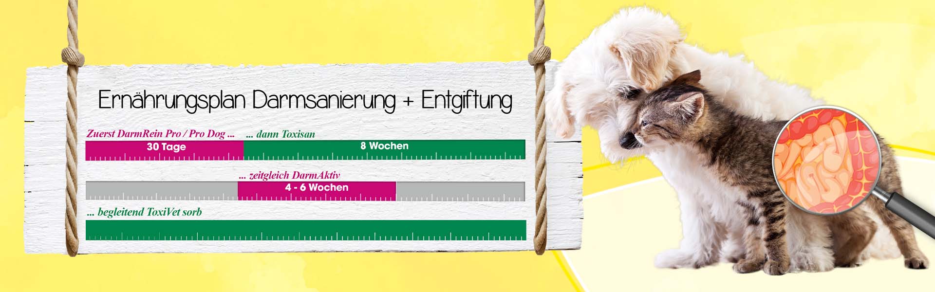 Darmsanierung bei Hund oder Katze? Natürlich mit cdVet