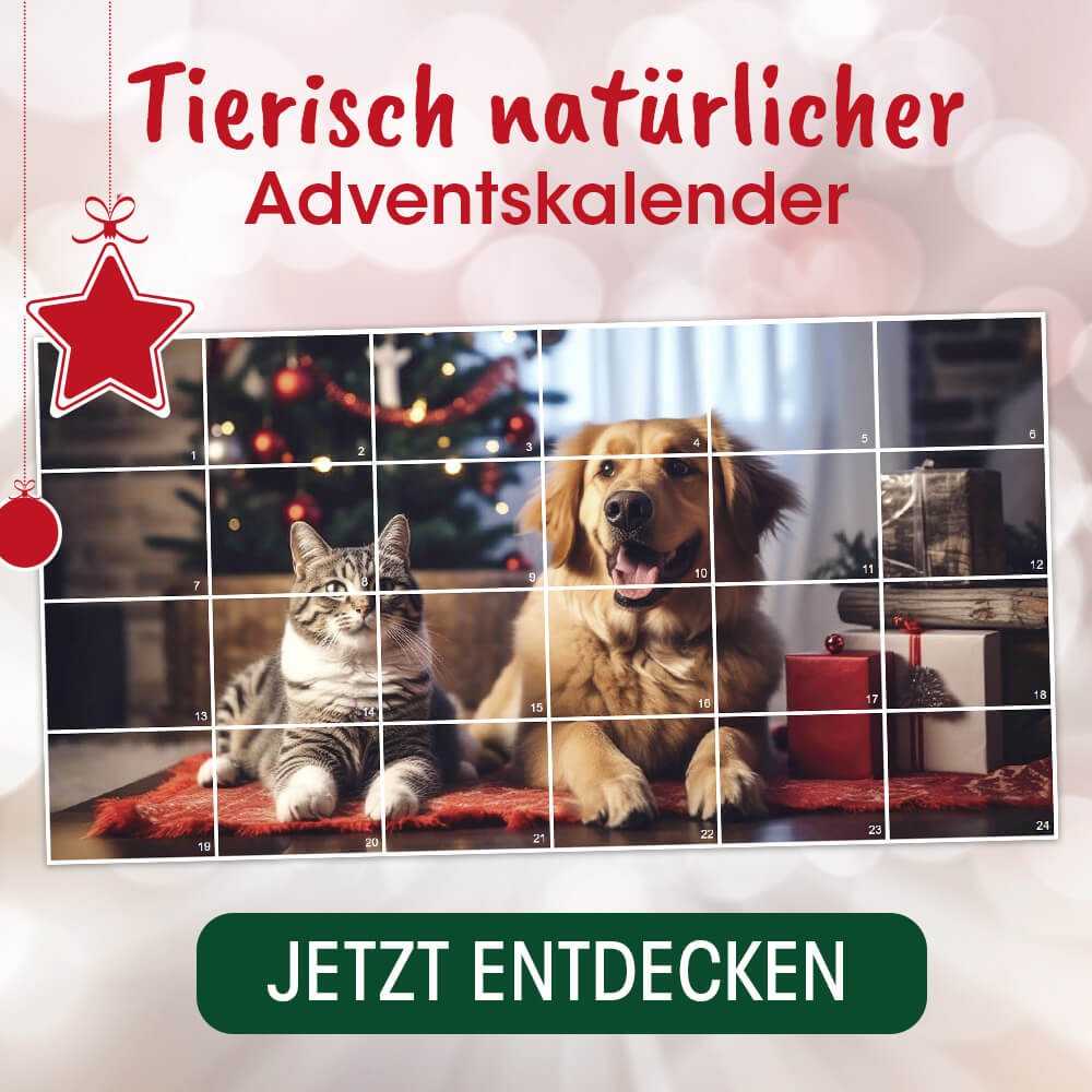 Eckzahn, Hund, Säugetier, Haustier, Katze