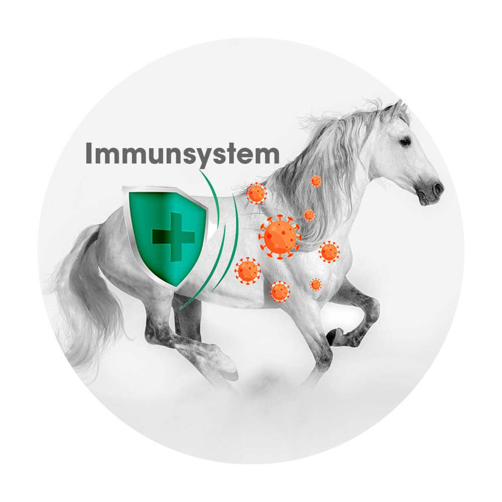 Kachel-Pferd-Rund-Immunsystem