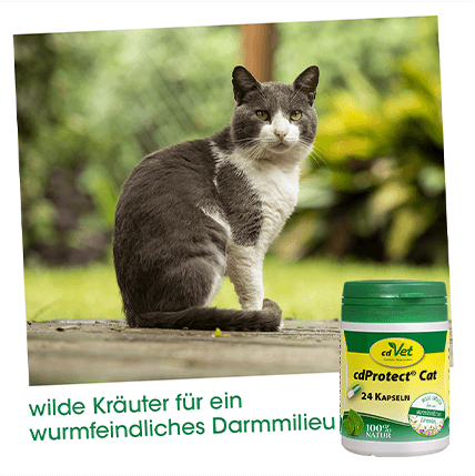 cdProtect Cat 24 Kapseln