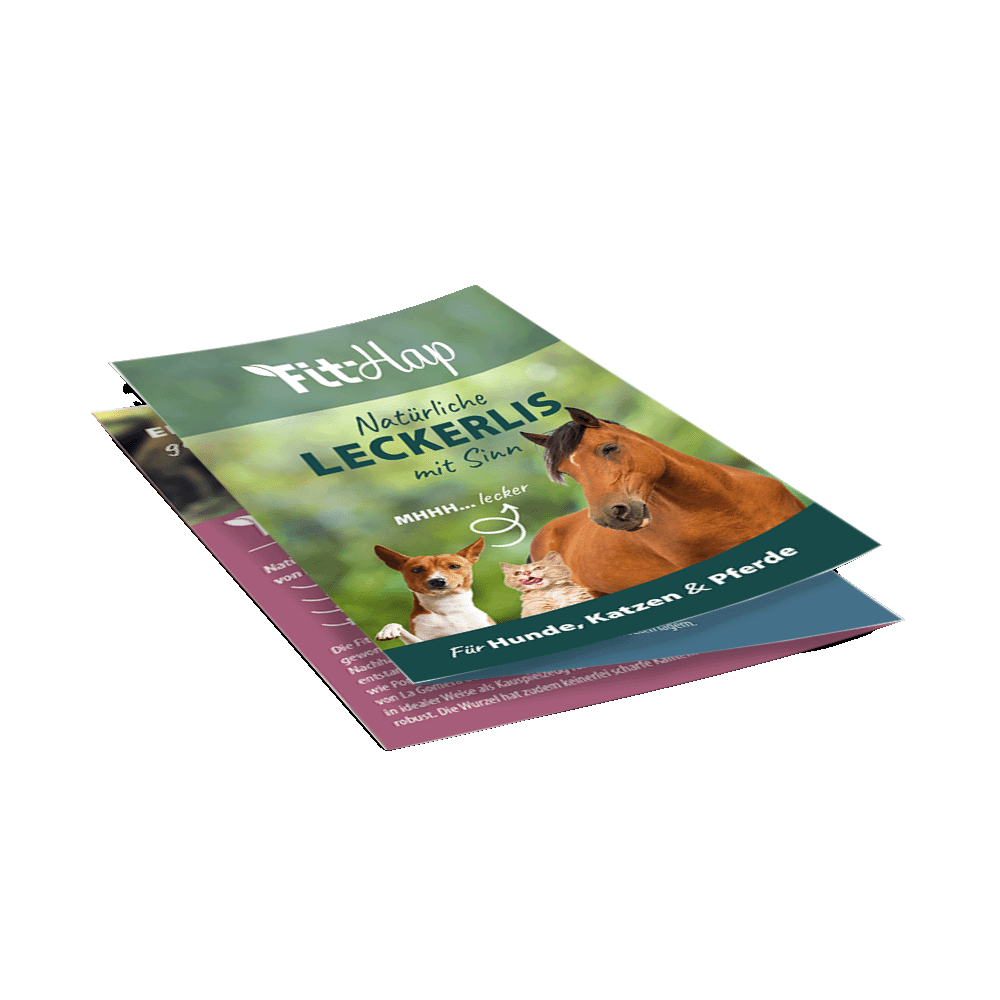 Flyer FitHap A6