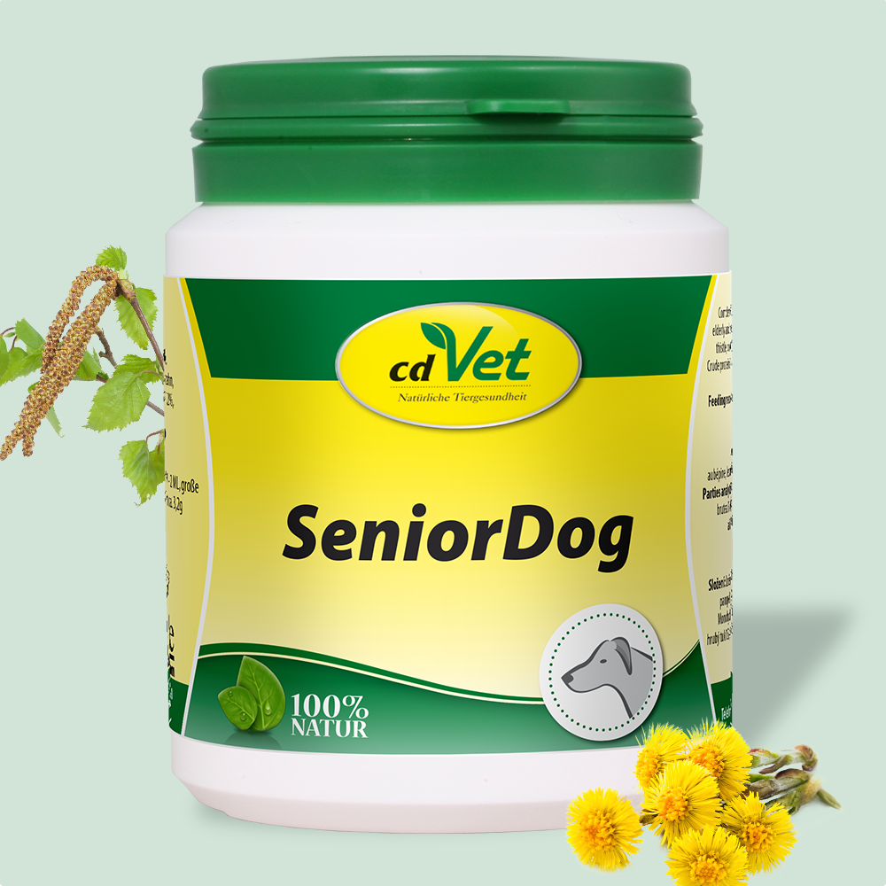 SeniorDog