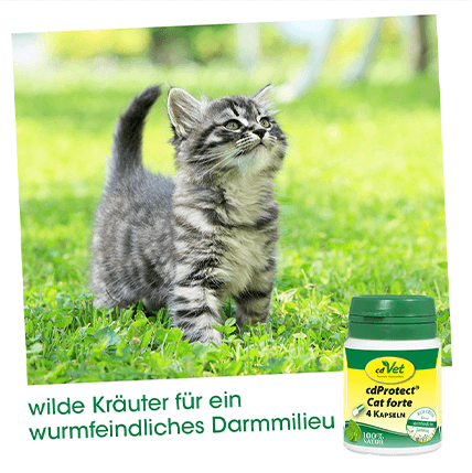 cdProtect Cat forte