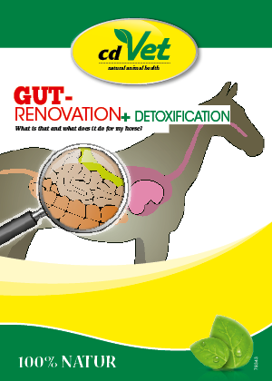 Flyer Gut renovation, Horse DIN A6, 6